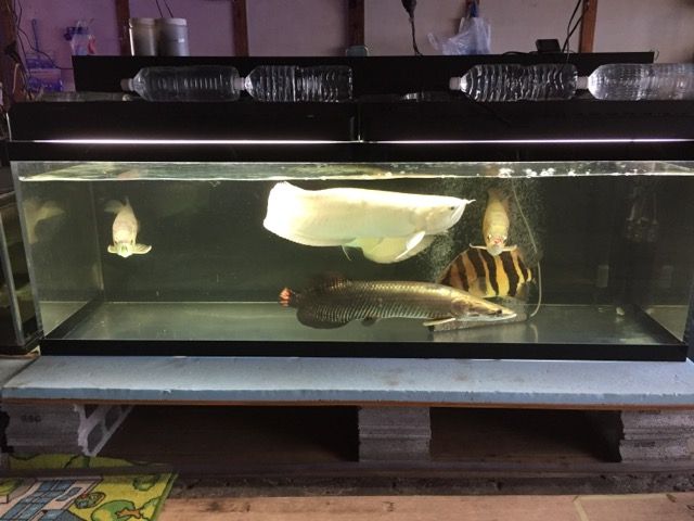 破壊 ピラルクと大型魚 破壊 ピラルクと大型魚