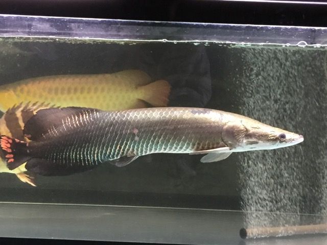 破壊 ピラルクと大型魚