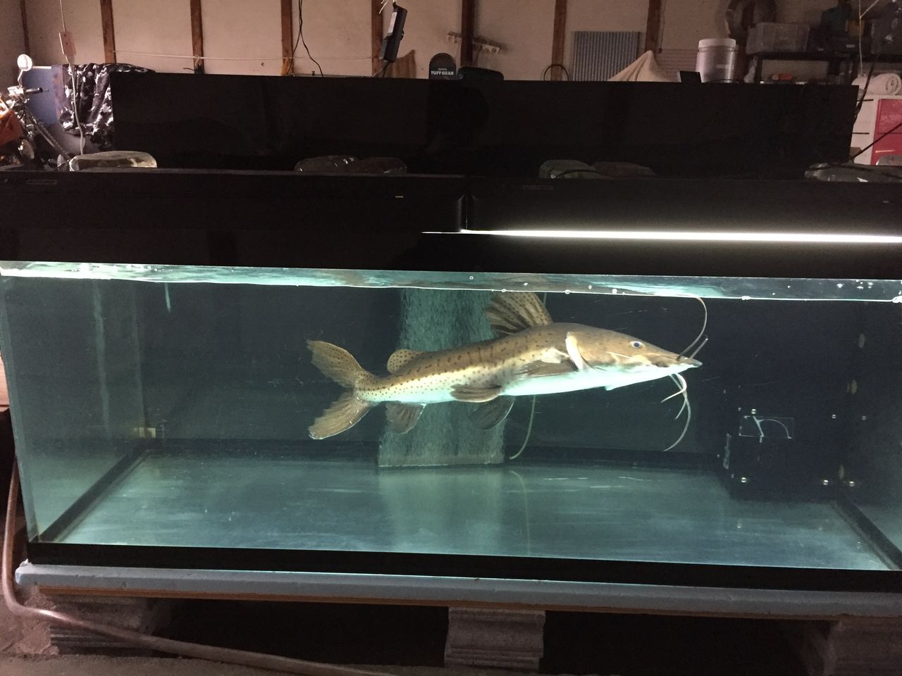 18年04月 ピラルクと大型魚
