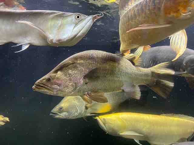 バラマンディ 死す : ピラルクと大型魚