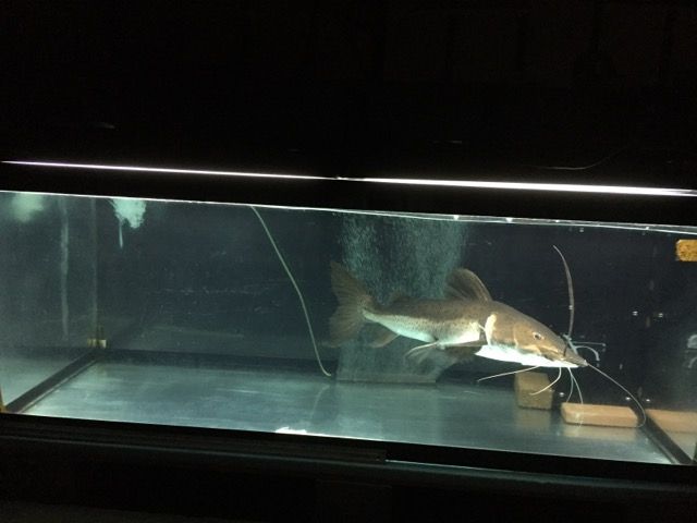 18年09月18日 ピラルクと大型魚