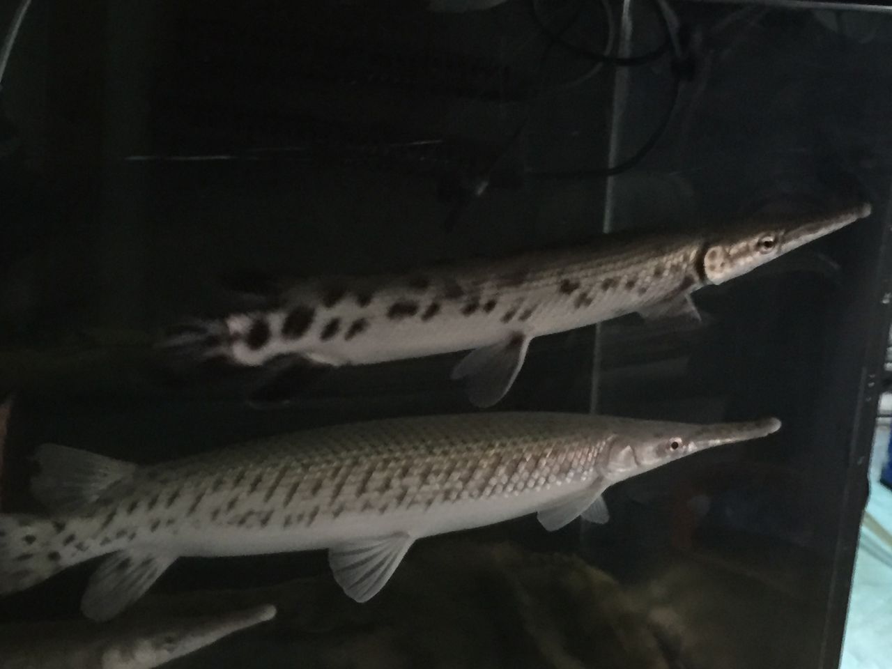 練習用 ピラルクと大型魚