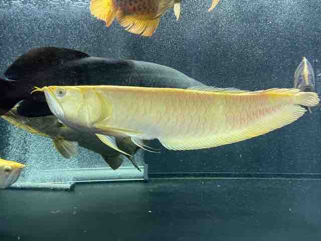 お話中 シルバーアロワナ 40cm以上