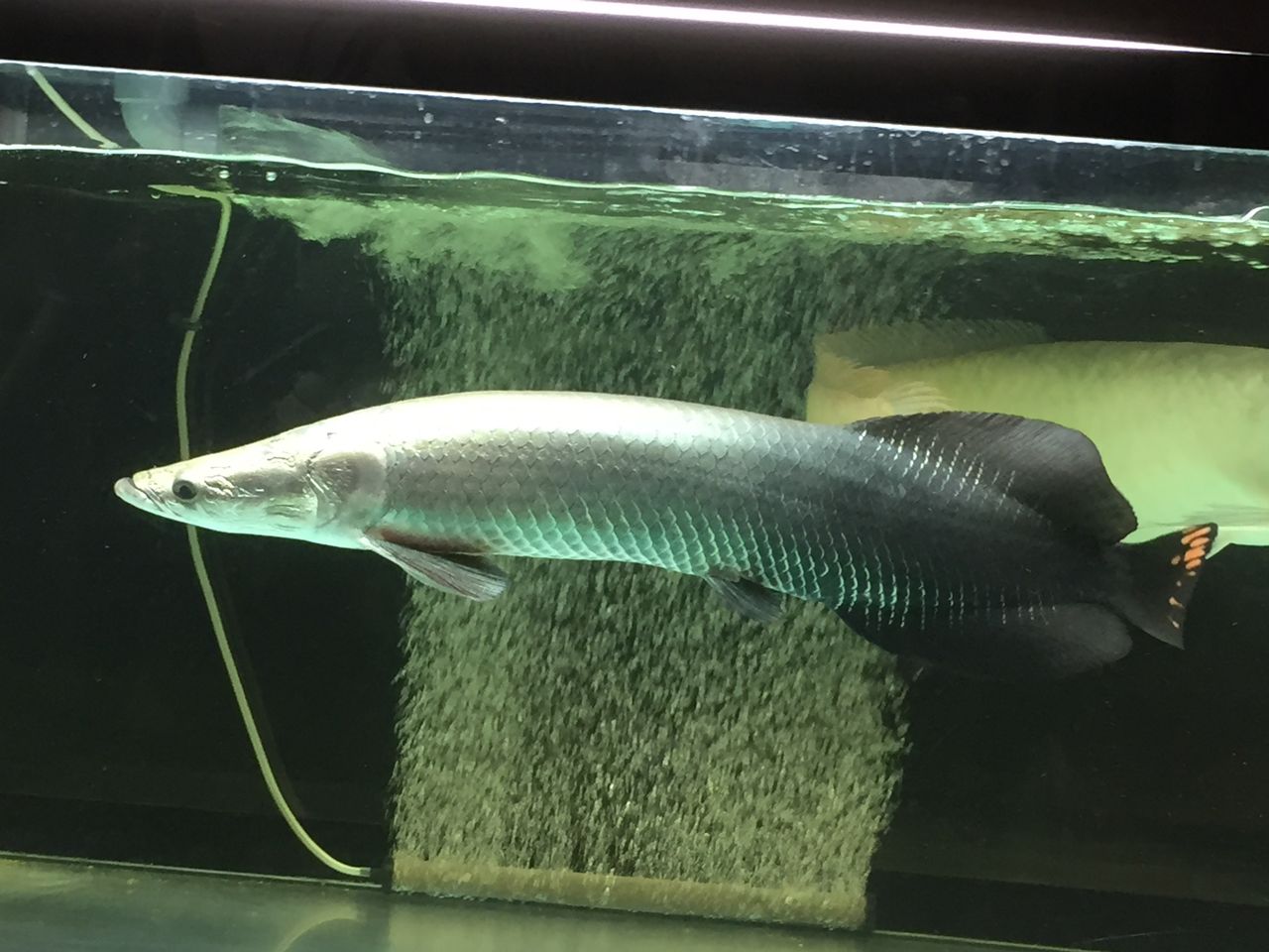 18年05月 ピラルクと大型魚 18年05月 ピラルクと大型魚