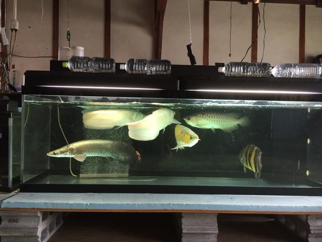 練習用 ピラルクと大型魚 練習用 ピラルクと大型魚