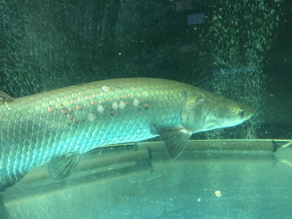 16年05月 ピラルクと大型魚 16年05月 ピラルクと大型魚