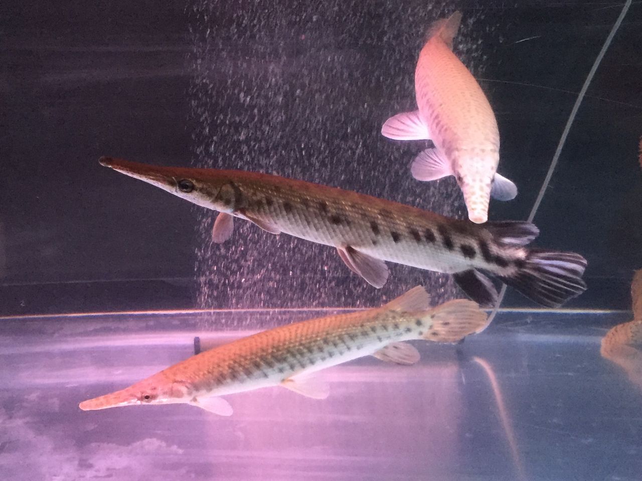 練習用 ピラルクと大型魚