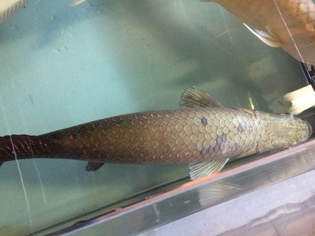 19年02月 ピラルクと大型魚