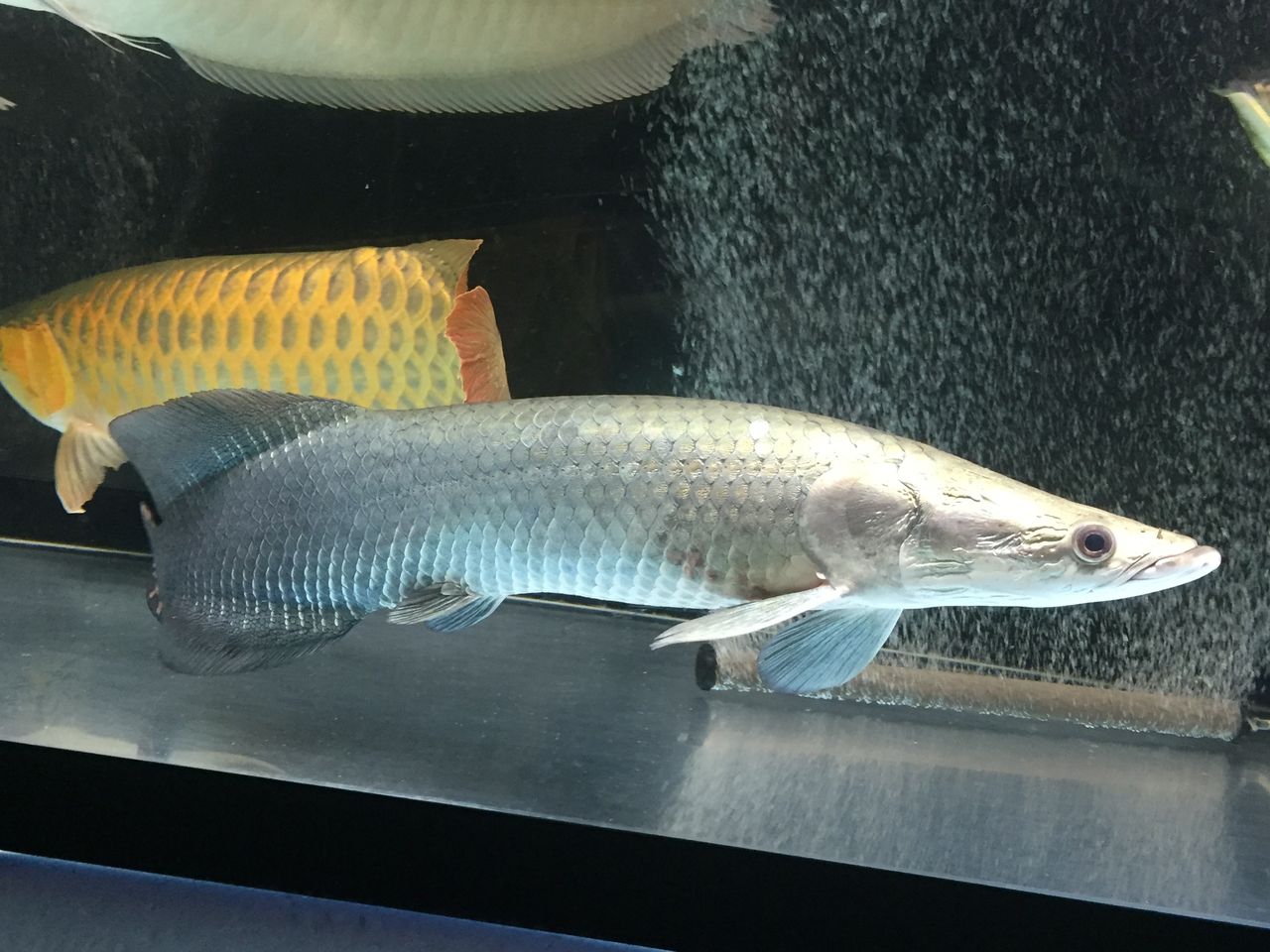 18年04月 ピラルクと大型魚 18年04月 ピラルクと大型魚