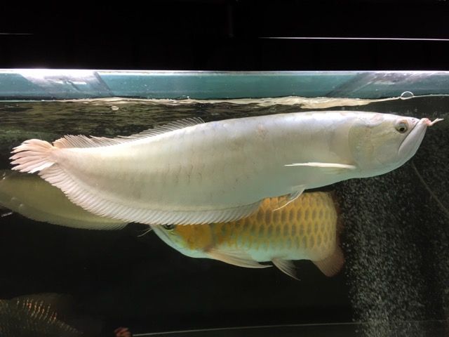 19年02月 ピラルクと大型魚 19年02月 ピラルクと大型魚