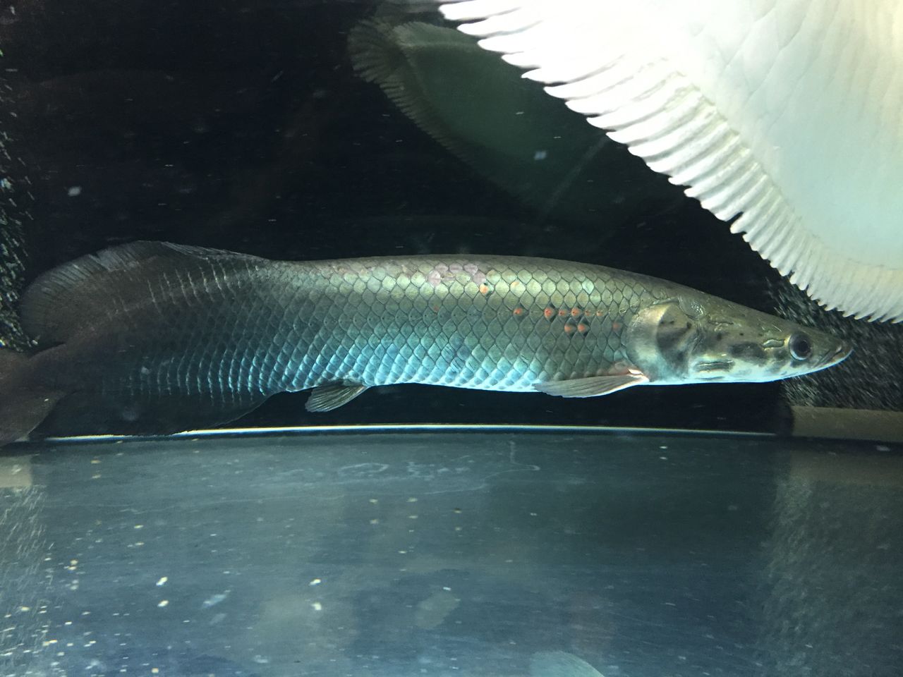 17年10月 ピラルクと大型魚 17年10月 ピラルクと大型魚