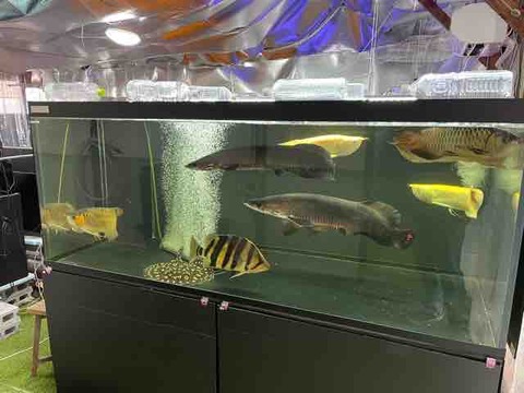 2代目ピラルク死す ピラルクと大型魚 2代目ピラルク死す ピラルクと大型魚