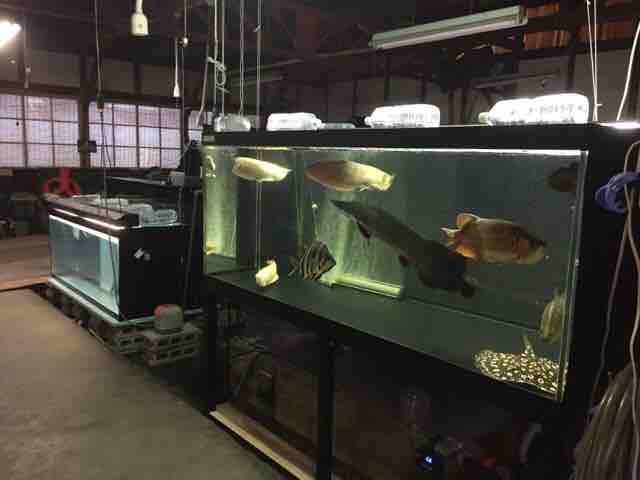 年10月 ピラルクと大型魚