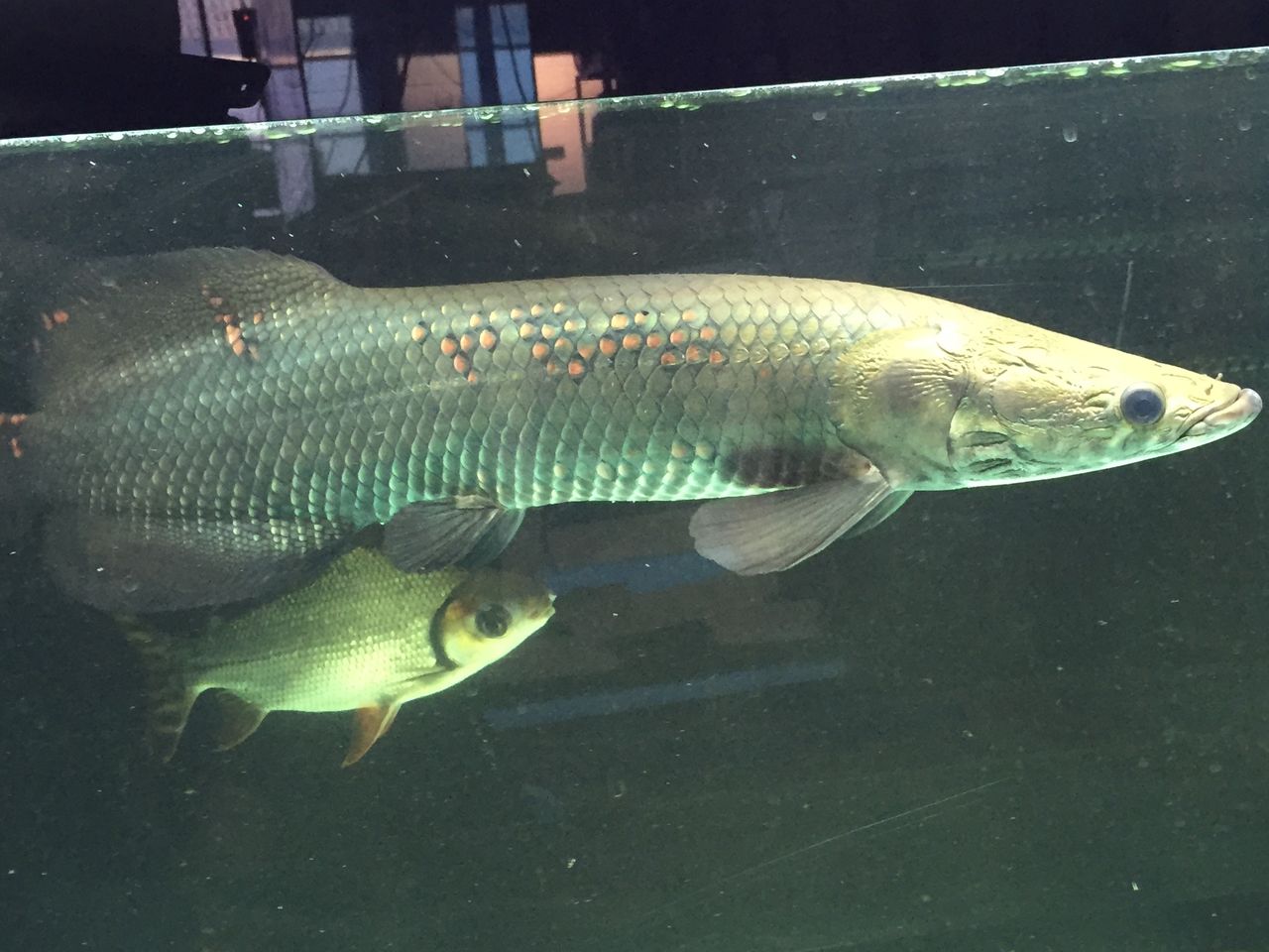 50 60cmぐらい 引き取り限定 混泳中 ピラルク Mayfloweracademy Org