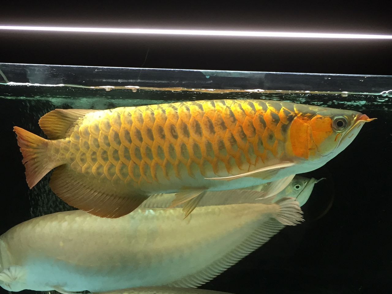 古代魚のjoker ピラルクと大型魚