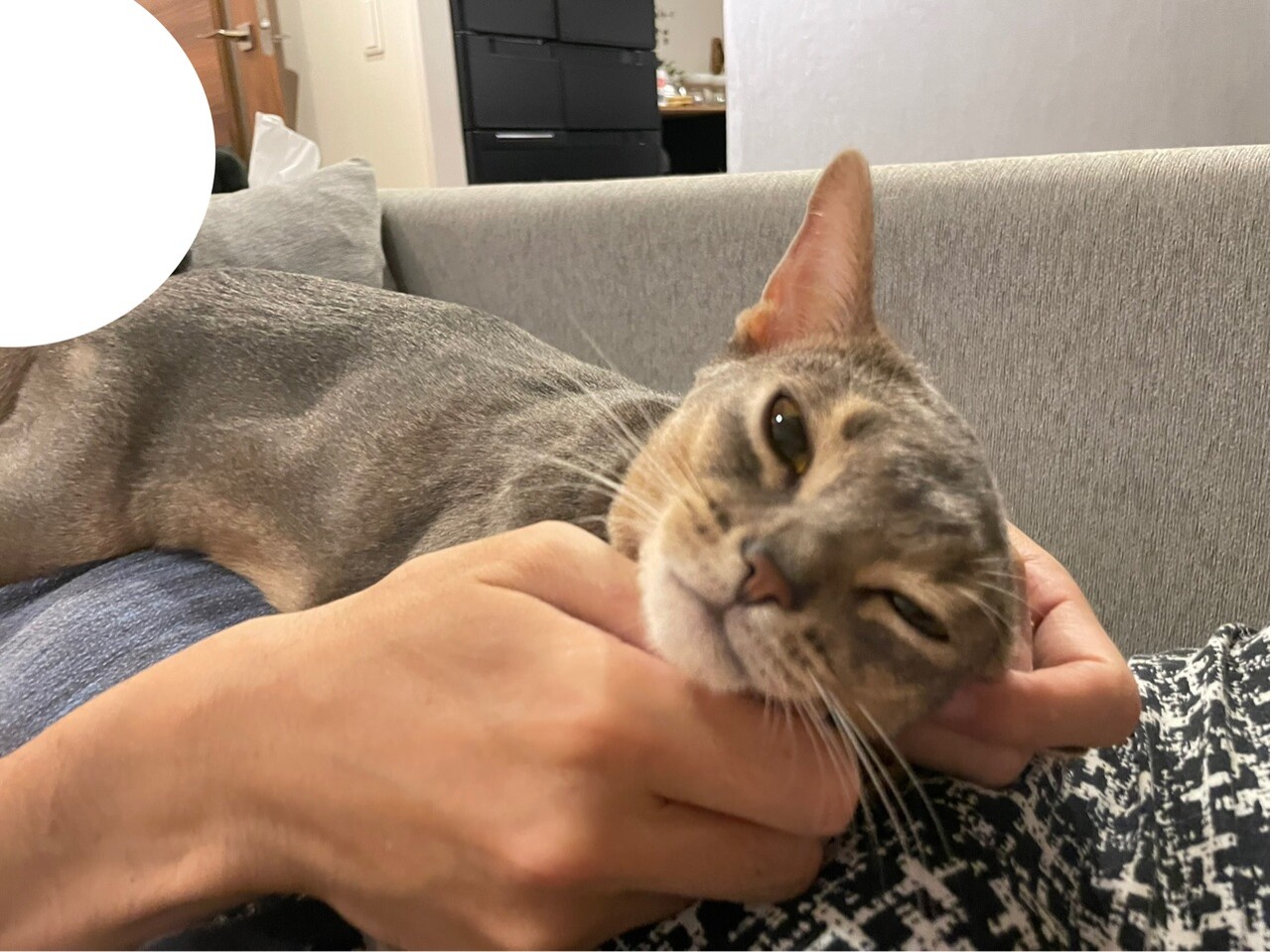 パパ大好き坊(*´ω`*) : おうちごはんとおかしとねこ Powered by