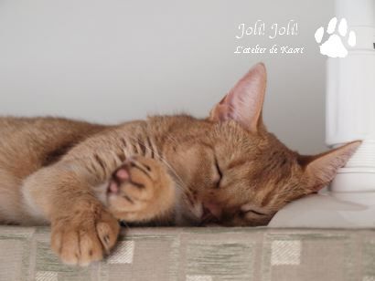 joli!joli!のおうちごはんとおかしとねこ♪