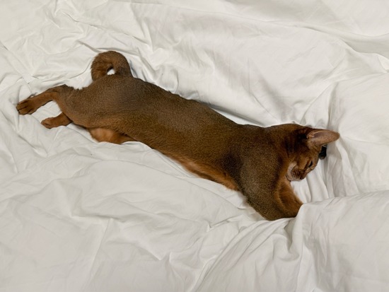 FullSizeRender