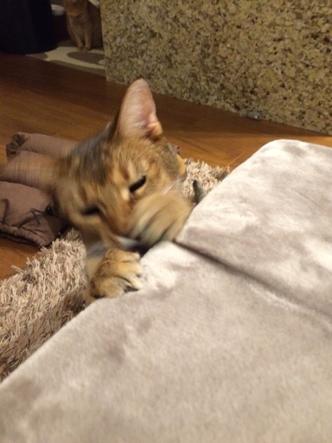 {55FAC46A-E618-486C-9F9F-9D0AA2D75B42:01}