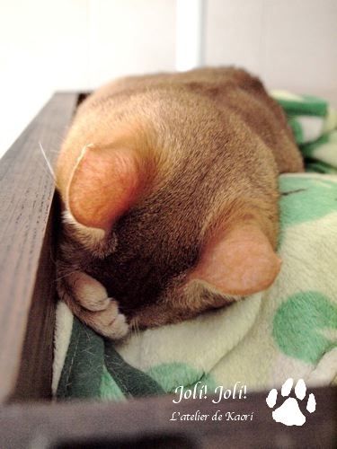 joli!joli!のおうちごはんとおかしとねこ♪