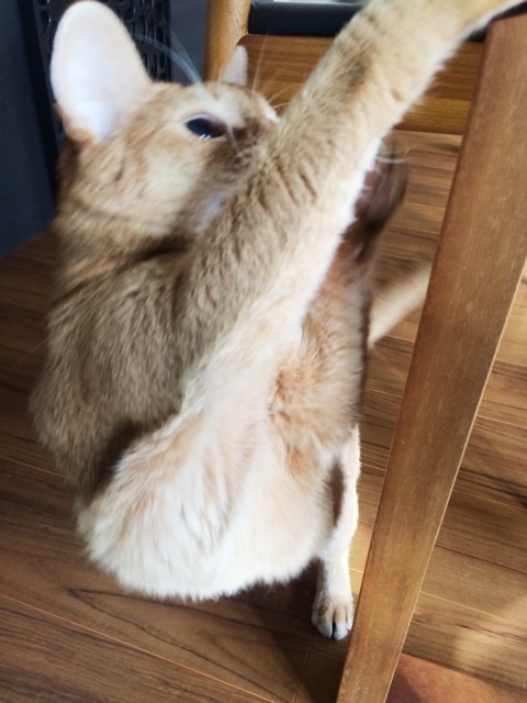 {C54BE572-36BA-4905-B1F2-4C186B5CE01C:01}