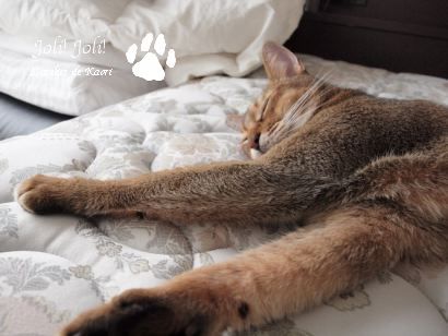 joli!joli!のおうちごはんとおかしとねこ♪