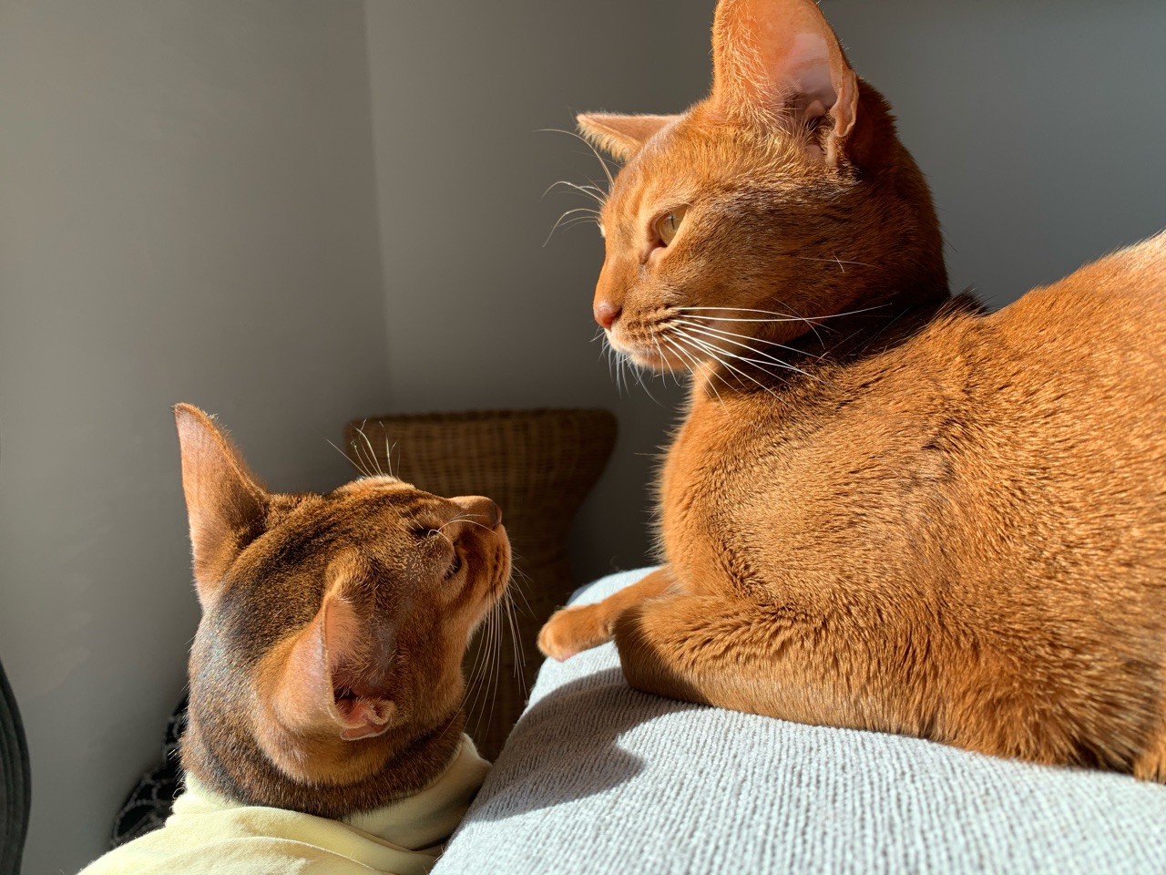 地味顔の弟子入りを志願する りす子 おうちごはんとおかしとねこ Powered By ライブドアブログ