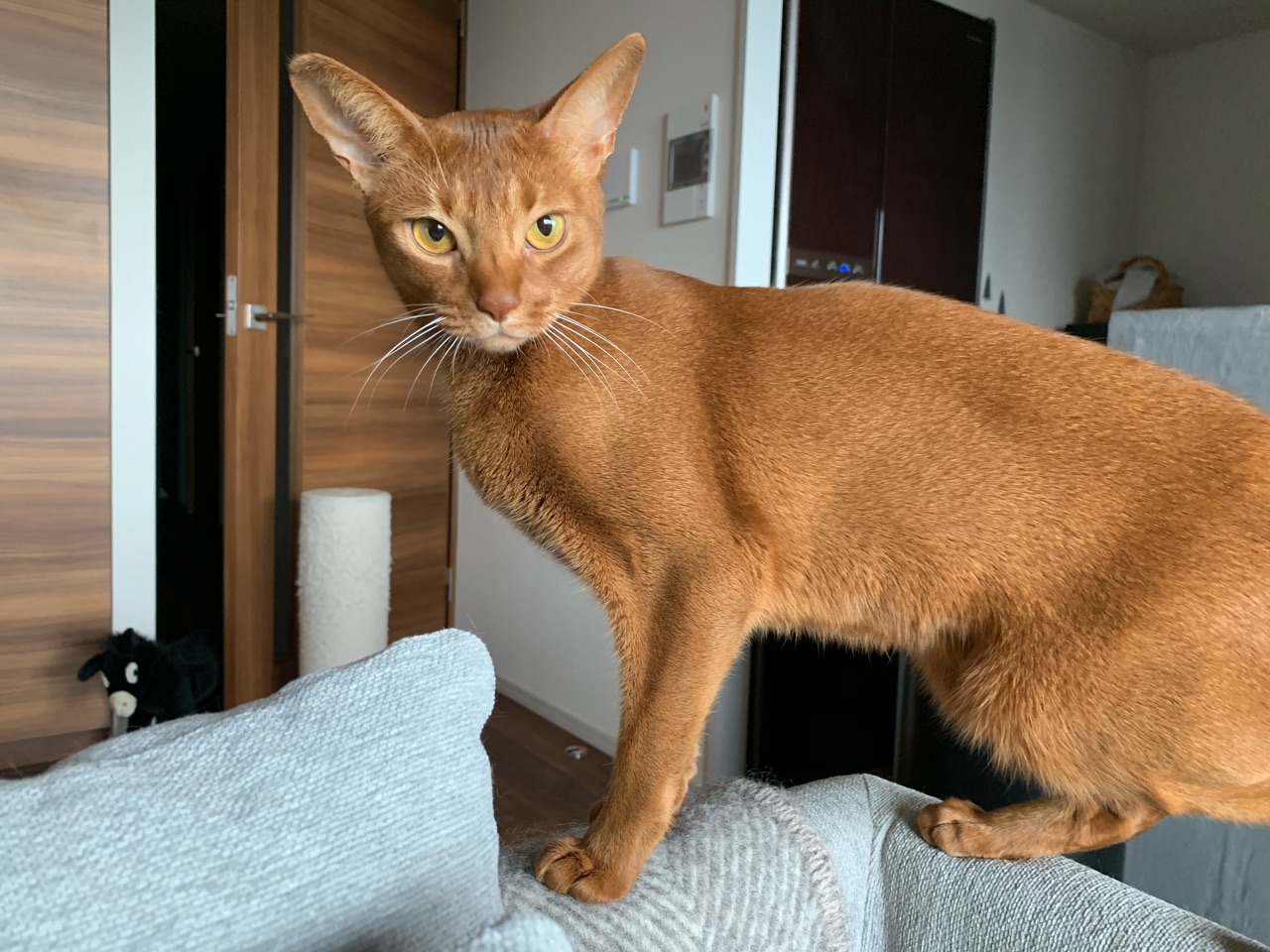 アビシニアン レッド・ブルー・ルディ : おうちごはんとおかしとねこ
