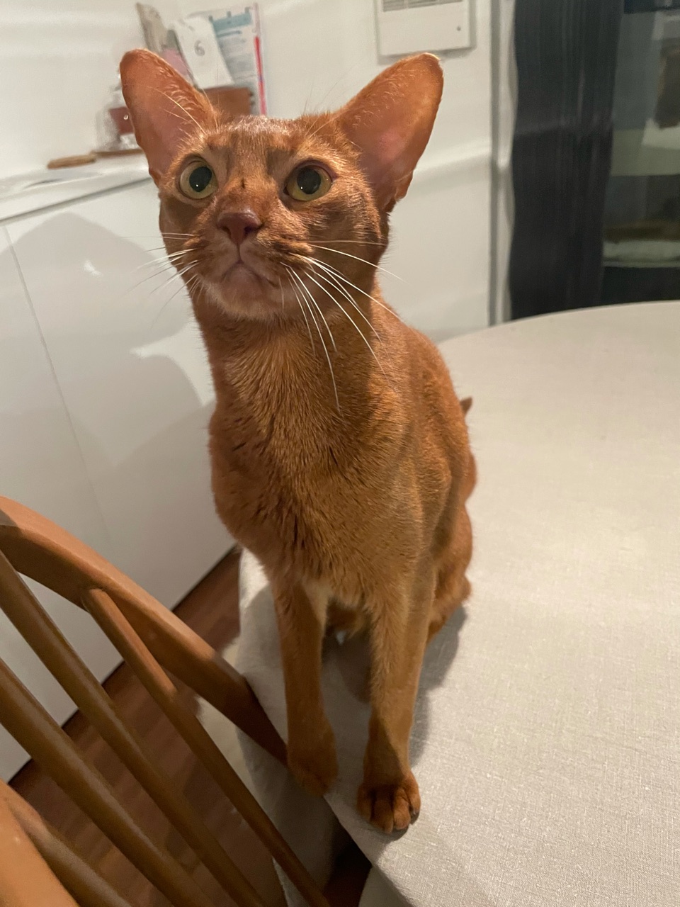 背後から 腕を引っ張られるんです W おうちごはんとおかしとねこ Powered By ライブドアブログ