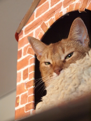 joli!joli!のおうちごはんとおかしとねこ♪