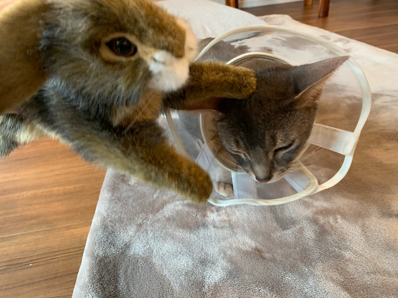 うさぎさんに撫でてもらったぼくちん なんだか嬉しそう W おうちごはんとおかしとねこ Powered By ライブドアブログ