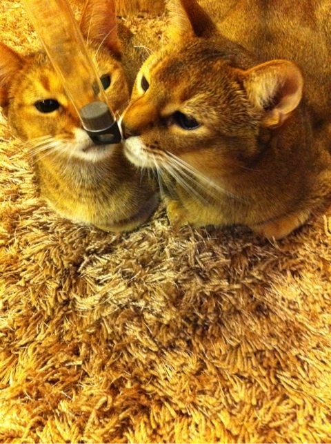 photo:03