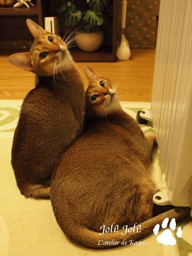 joli!joli!のおうちごはんとおかしとねこ♪