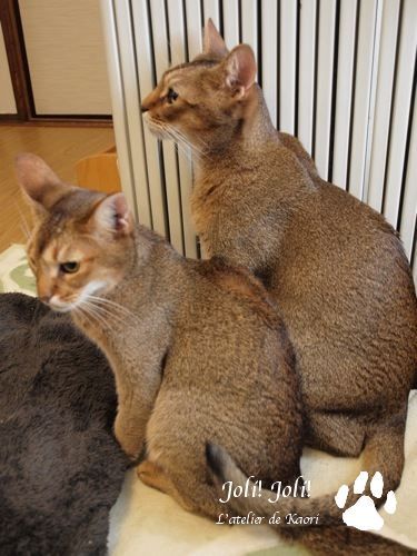 joli!joli!のおうちごはんとおかしとねこ♪