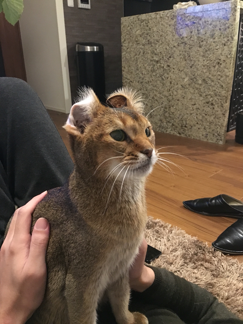 ちび子もアビシニアンカール おうちごはんとおかしとねこ Powered By ライブドアブログ ちび子もアビシニアンカール おうちごはんとおかしとねこ Powered By ライブドアブログ