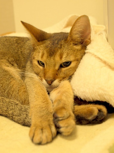 joli!joli!のおうちごはんとおかしとねこ♪