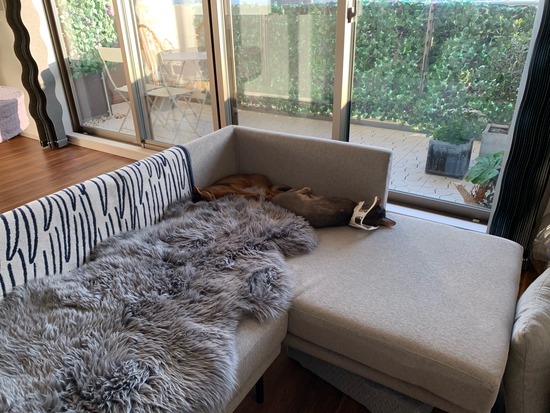 ソファーでお昼寝