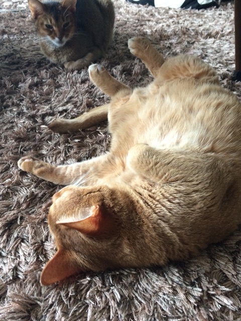 {2427E4D4-CCEC-4D56-8949-12EF6B4C330A:01}