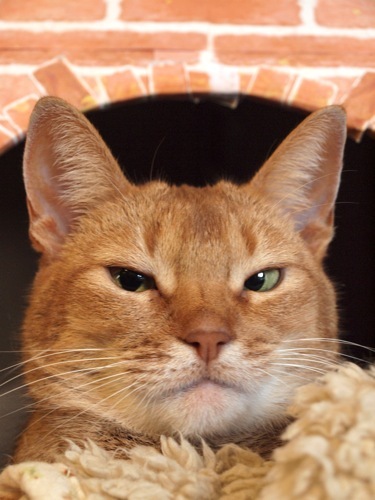 joli!joli!のおうちごはんとおかしとねこ♪