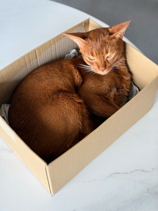 FullSizeRender