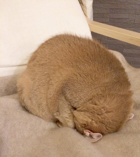 IMG_5821 のコピー