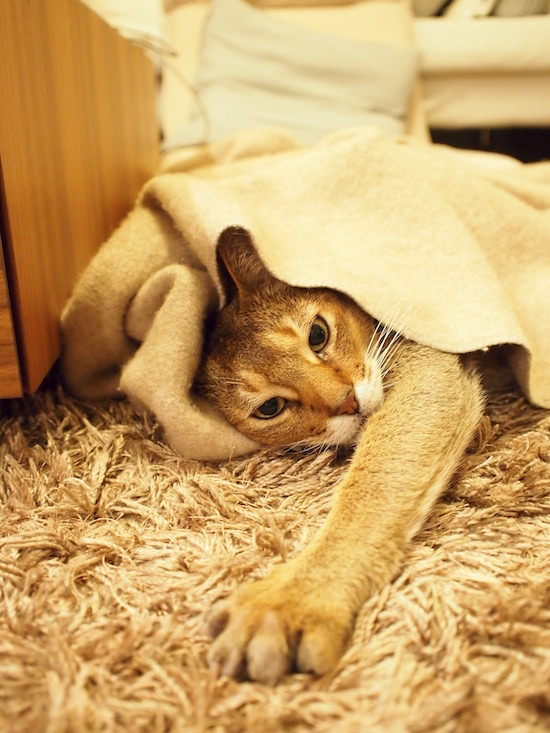 28C4DAE9-C18F-4F0B-880C-353515B0AB2A