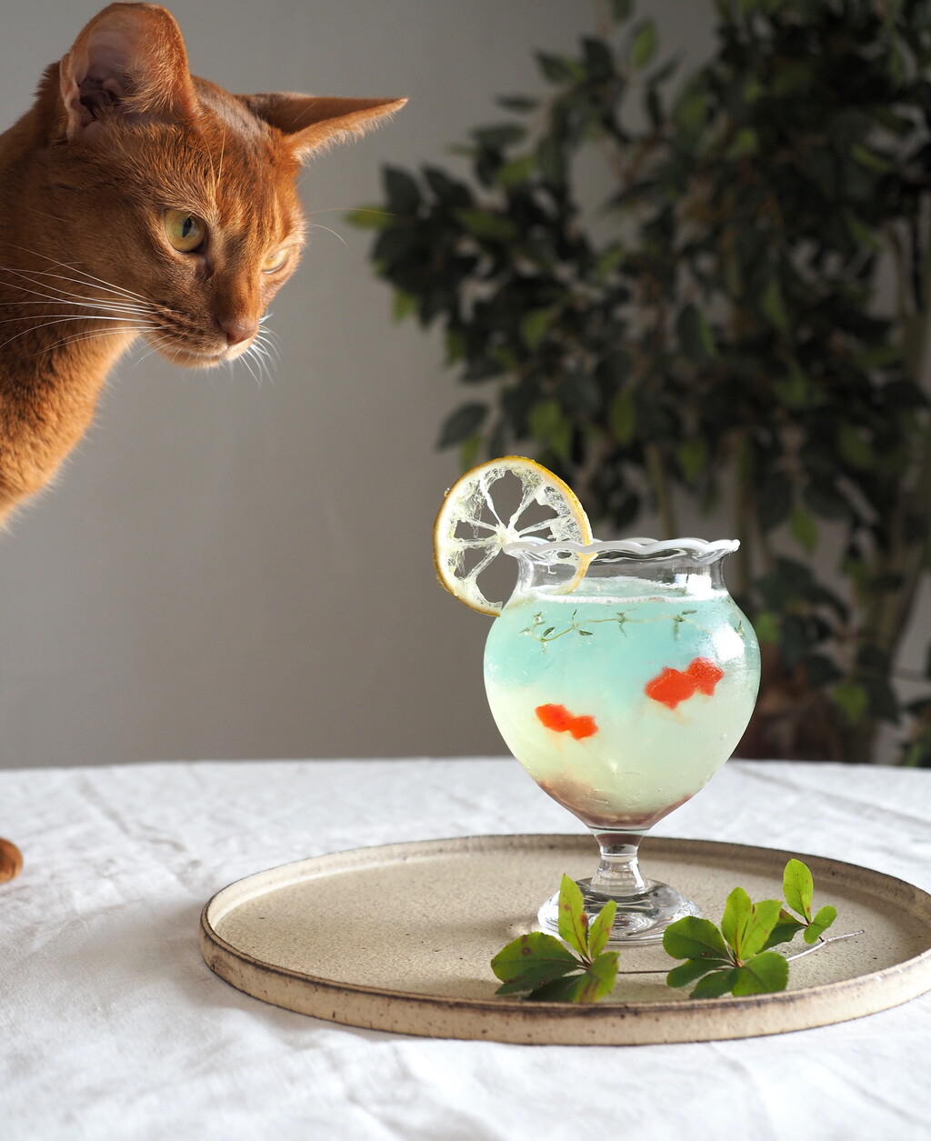 金魚鉢ゼリーを作ってみた おうちごはんとおかしとねこ Powered By ライブドアブログ 金魚鉢ゼリーを作ってみた おうちごはんとおかしとねこ Powered By ライブドアブログ