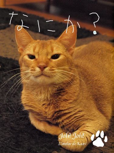 joli!joli!のおうちごはんとおかしとねこ♪