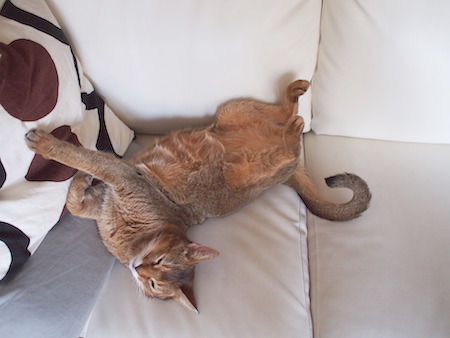 P8278687 のコピー