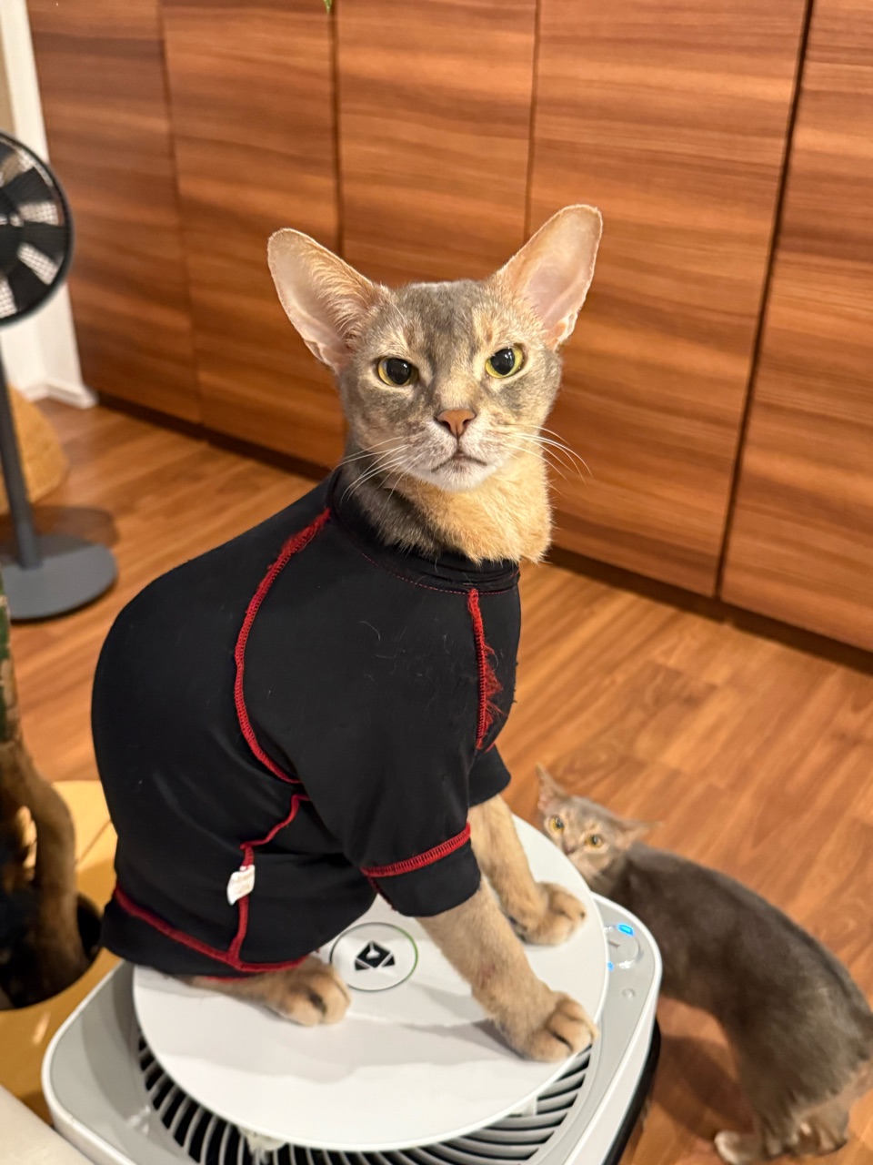 カメラ目線マン : おうちごはんとおかしとねこ Powered by