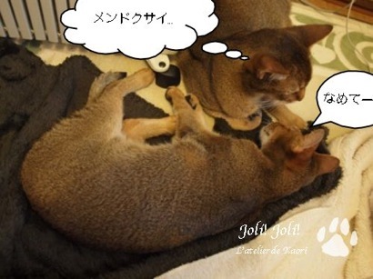 joli!joli!のおうちごはんとおかしとねこ♪