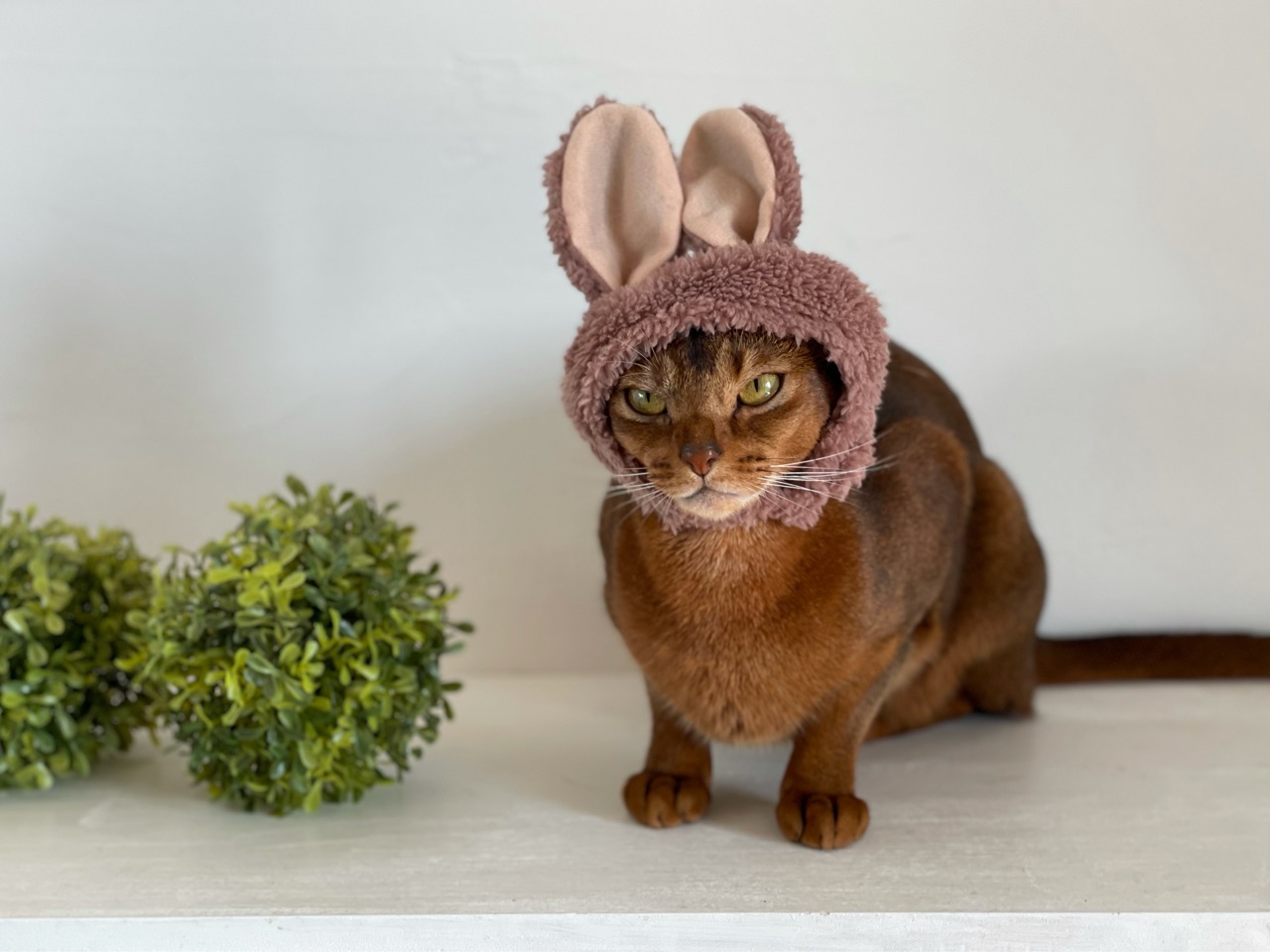 うさぎりす子さん おうちごはんとおかしとねこ Powered By ライブドアブログ うさぎりす子さん おうちごはんとおかしとねこ Powered By ライブドアブログ
