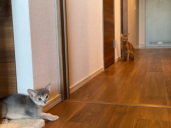 32C31909-4BA9-4CAF-A7D9-34FC019D7C46