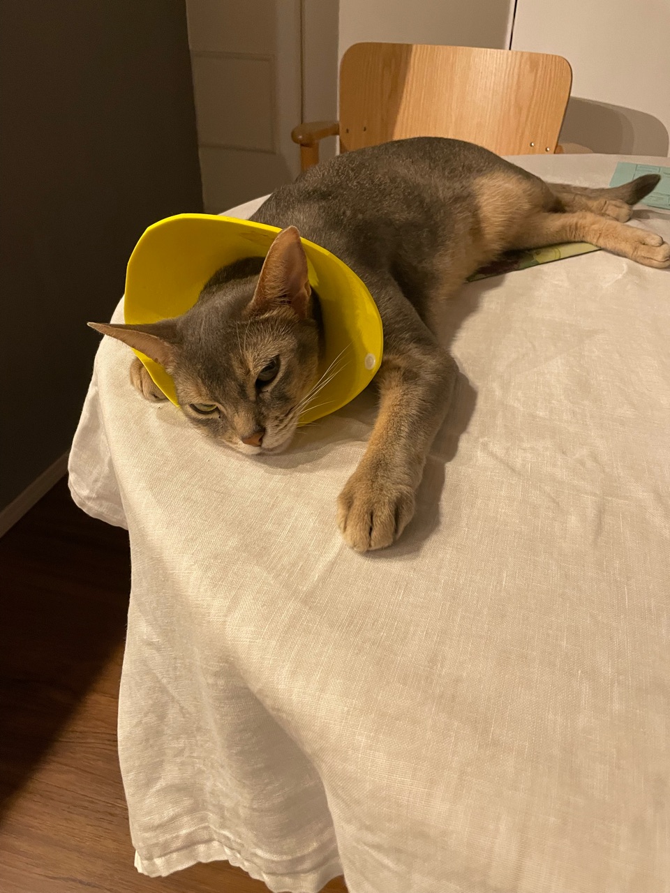 猫も伸びる暑さですね おうちごはんとおかしとねこ Powered By ライブドアブログ
